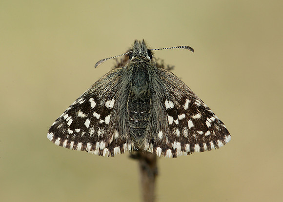 Grizzled Skipper Pyrgus malvae