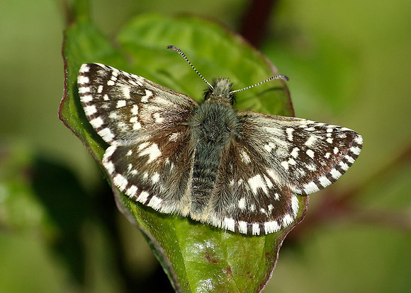 Grizzled Skipper Pyrgus malvae