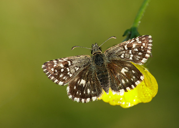 Grizzled Skipper Pyrgus malvae