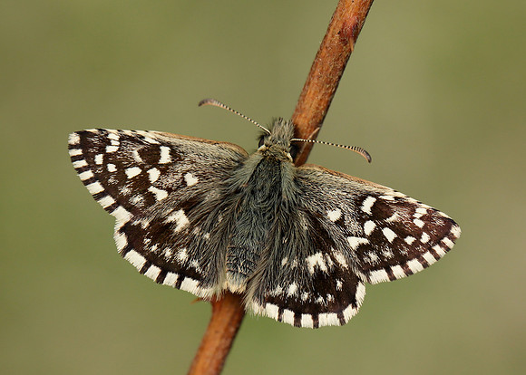 Grizzled Skipper Pyrgus malvae