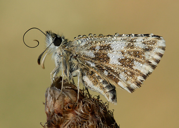Grizzled Skipper Pyrgus malvae