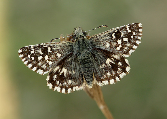 Grizzled Skipper Pyrgus malvae