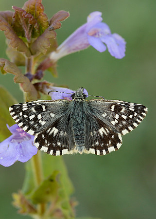 Grizzled Skipper Pyrgus malvae