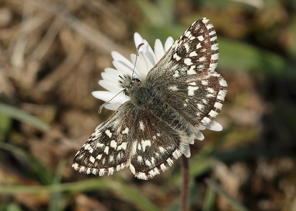 Grizzled Skipper Pyrgus malvae