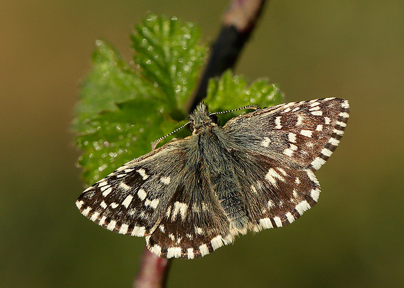 Grizzled Skipper Pyrgus malvae