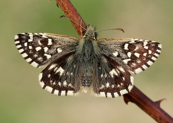Grizzled Skipper Pyrgus malvae