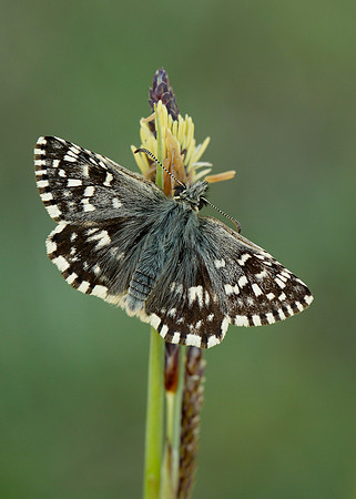 Grizzled Skipper Pyrgus malvae