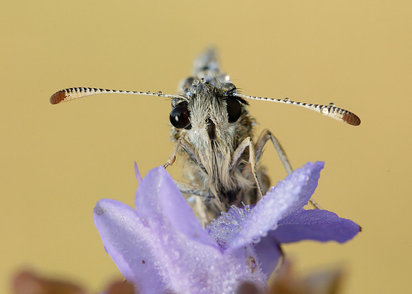 Grizzled Skipper Pyrgus malvae