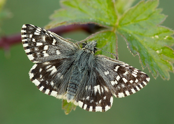 Grizzled Skipper Pyrgus malvae