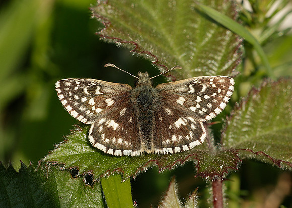 Grizzled Skipper Pyrgus malvae