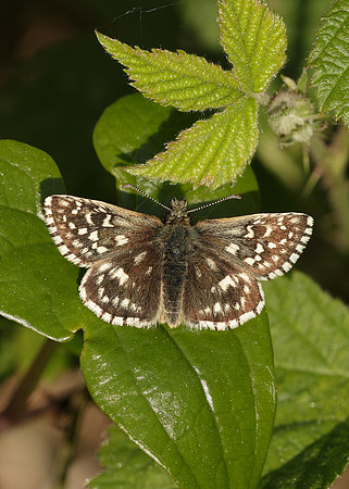 Grizzled Skipper Pyrgus malvae