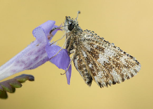 Grizzled Skipper Pyrgus malvae