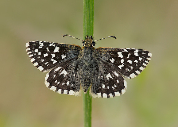 Grizzled Skipper Pyrgus malvae