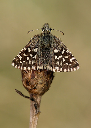 Grizzled Skipper Pyrgus malvae