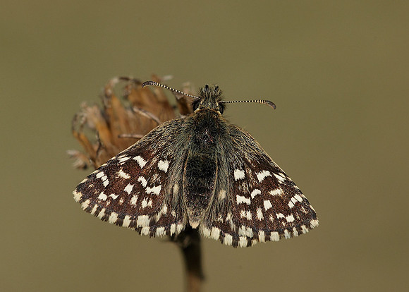 Grizzled Skipper Pyrgus malvae