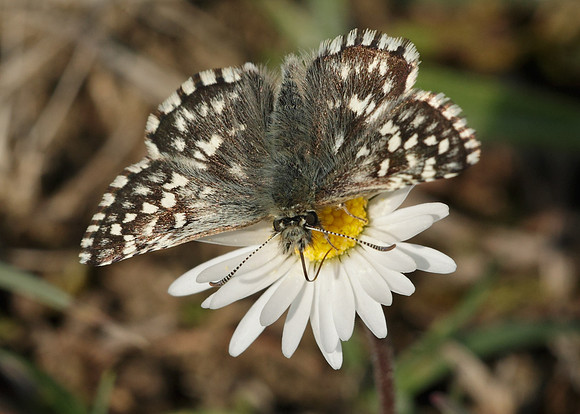 Grizzled Skipper Pyrgus malvae