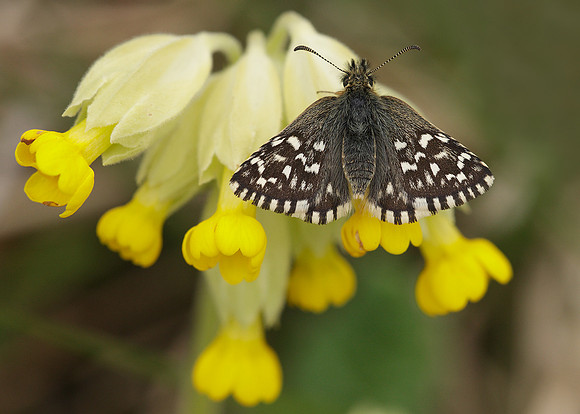 Grizzled Skipper Pyrgus malvae