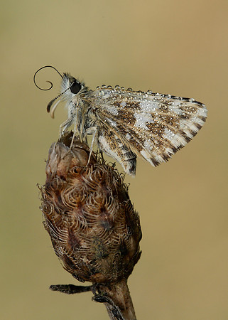 Grizzled Skipper Pyrgus malvae