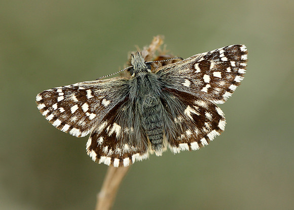 Grizzled Skipper Pyrgus malvae