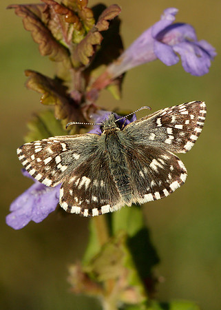 Grizzled Skipper Pyrgus malvae