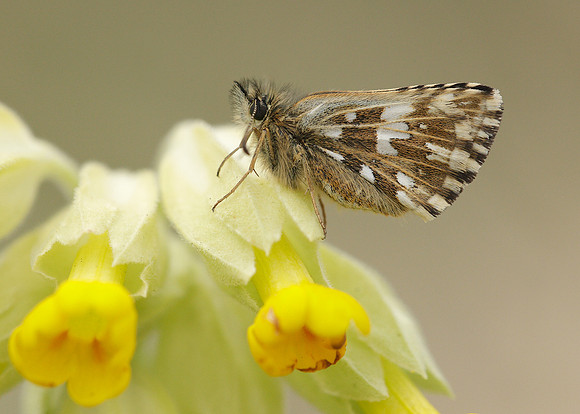 Grizzled Skipper Pyrgus malvae