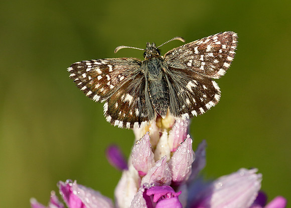 Grizzled Skipper Pyrgus malvae
