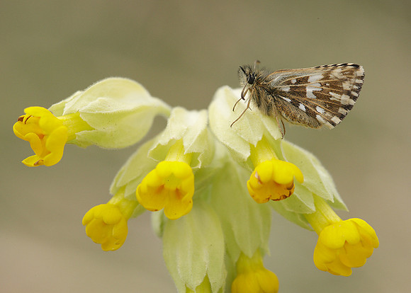Grizzled Skipper Pyrgus malvae