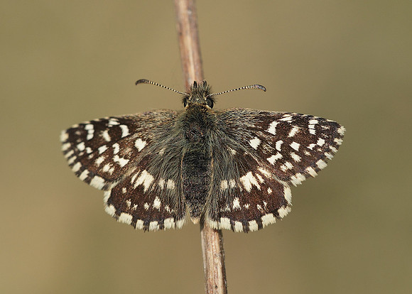 Grizzled Skipper Pyrgus malvae