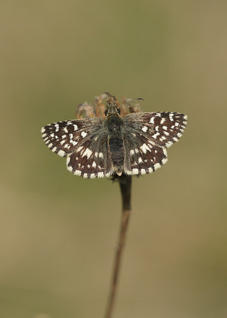 Grizzled Skipper Pyrgus malvae