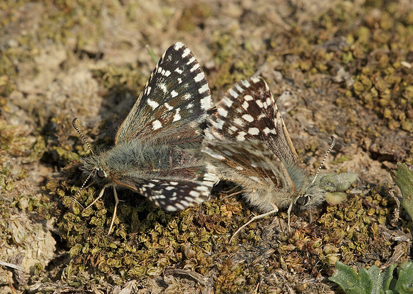 Grizzled Skipper Pyrgus malvae