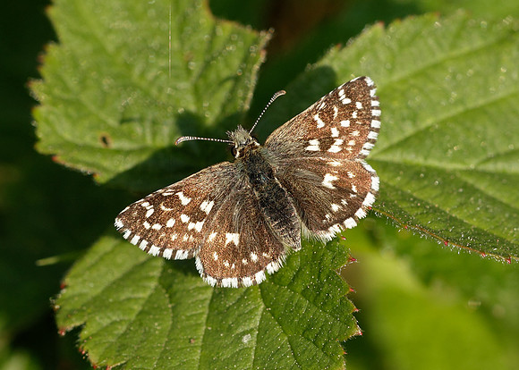 Grizzled Skipper Pyrgus malvae