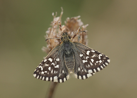 Grizzled Skipper Pyrgus malvae