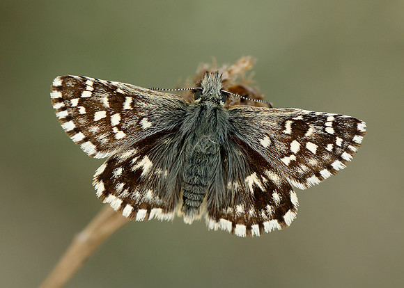 Grizzled Skipper Pyrgus malvae