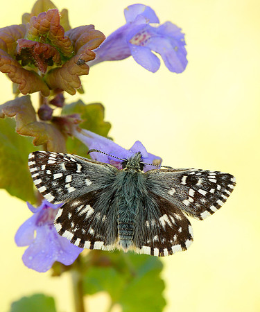 Grizzled Skipper Pyrgus malvae