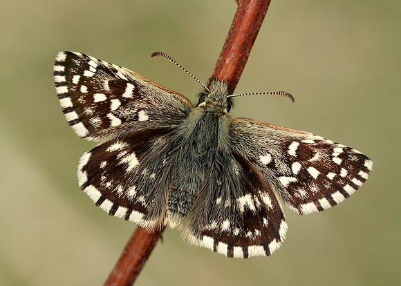 Grizzled Skipper Pyrgus malvae