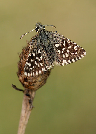 Grizzled Skipper Pyrgus malvae