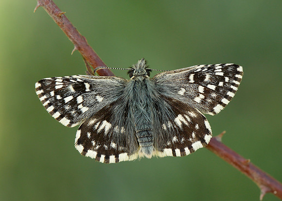 Grizzled Skipper Pyrgus malvae