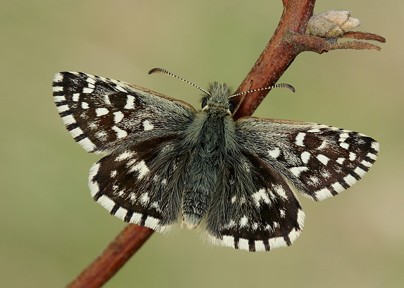 Grizzled Skipper Pyrgus malvae
