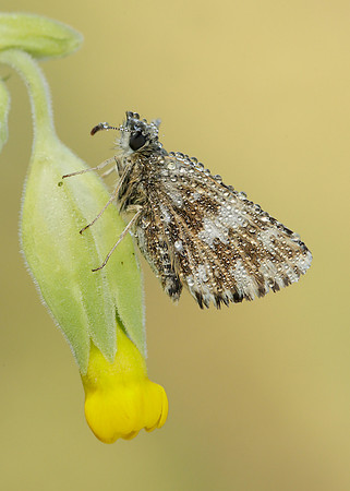 Grizzled Skipper Pyrgus malvae