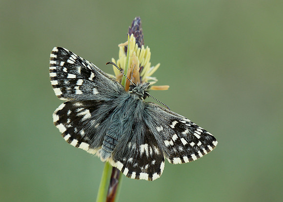 Grizzled Skipper Pyrgus malvae