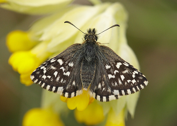 Grizzled Skipper Pyrgus malvae