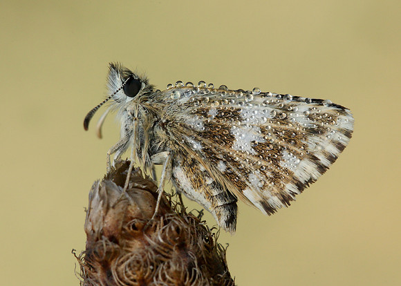 Grizzled Skipper Pyrgus malvae