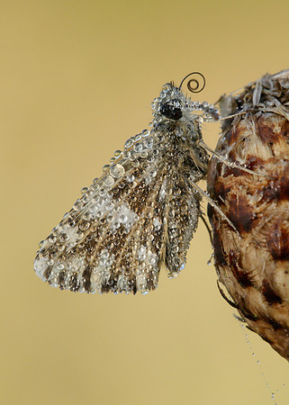 Grizzled Skipper Pyrgus malvae