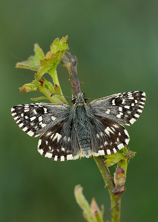 Grizzled Skipper Pyrgus malvae