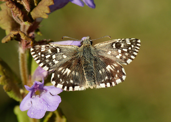 Grizzled Skipper Pyrgus malvae