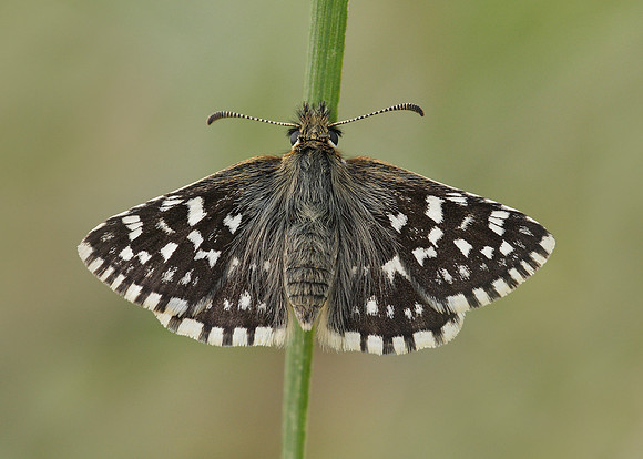 Grizzled Skipper Pyrgus malvae
