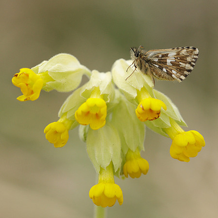 Grizzled Skipper Pyrgus malvae