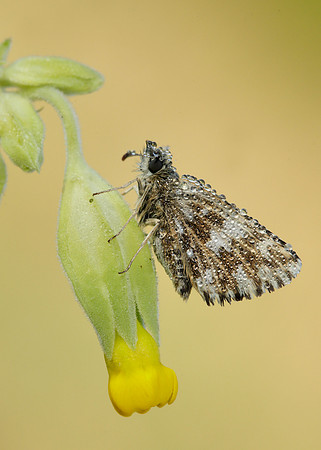 Grizzled Skipper Pyrgus malvae