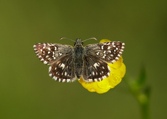 Grizzled Skipper Pyrgus malvae