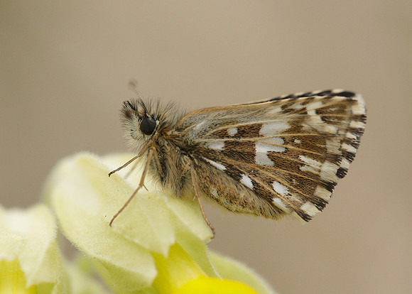 Grizzled Skipper Pyrgus malvae